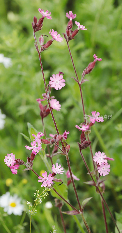 红campion (Silene dioica)